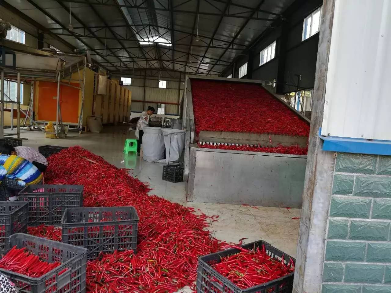 旺草“紅”了！水產(chǎn)養(yǎng)殖新路徑探秘